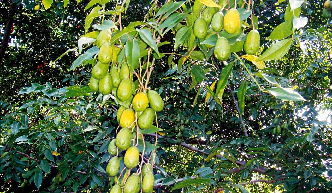 Cajazeira e fruto em processo de maturação