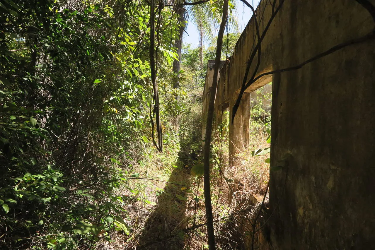 O antigo terminal de passageiros hoje é coberto pela vegetação