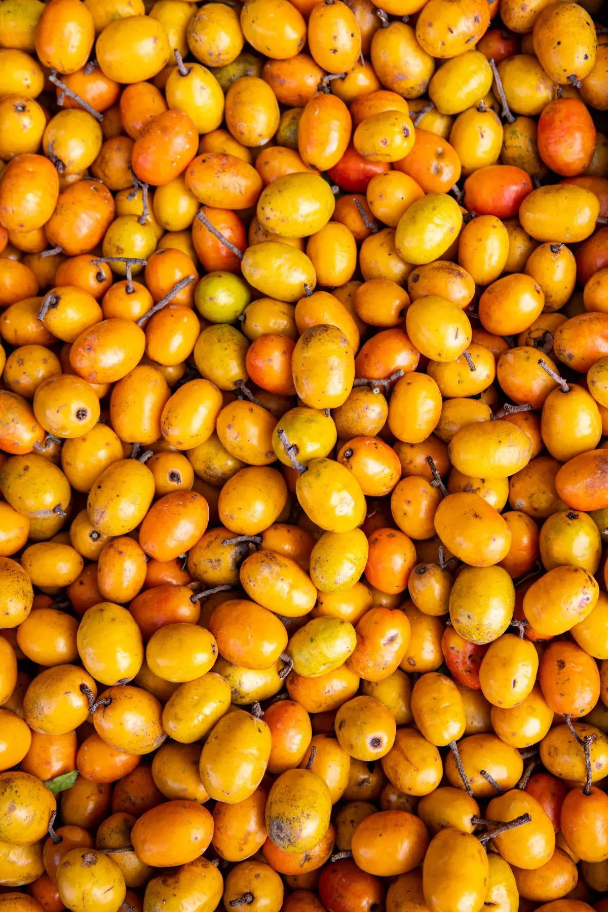 várias seriguelas amontoadas