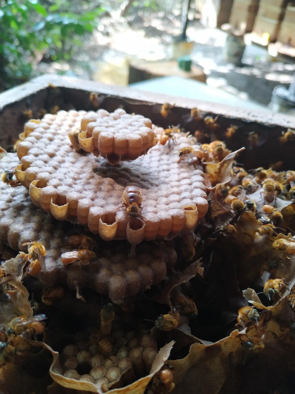 Abelhas meliponicultura