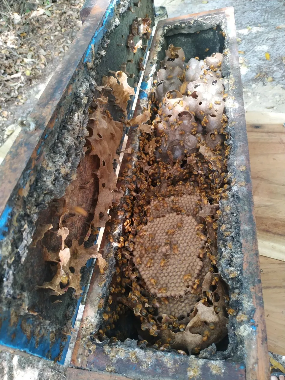 As abelhas-sem-ferrão são ricas em produção de pólen e resinas