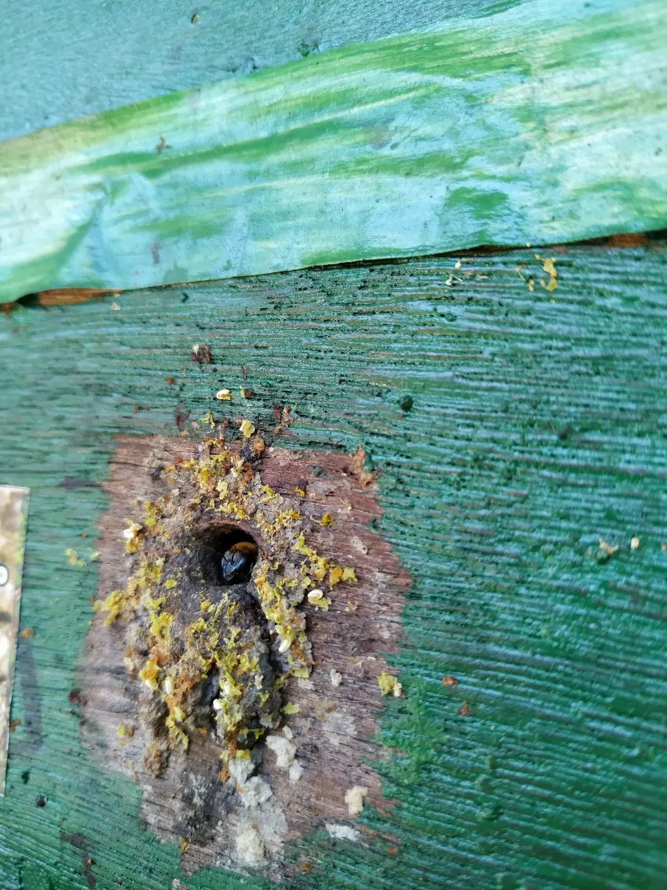 Abelhas meliponicultura