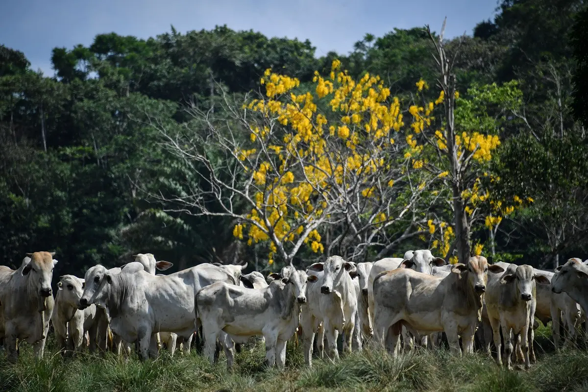vacas
