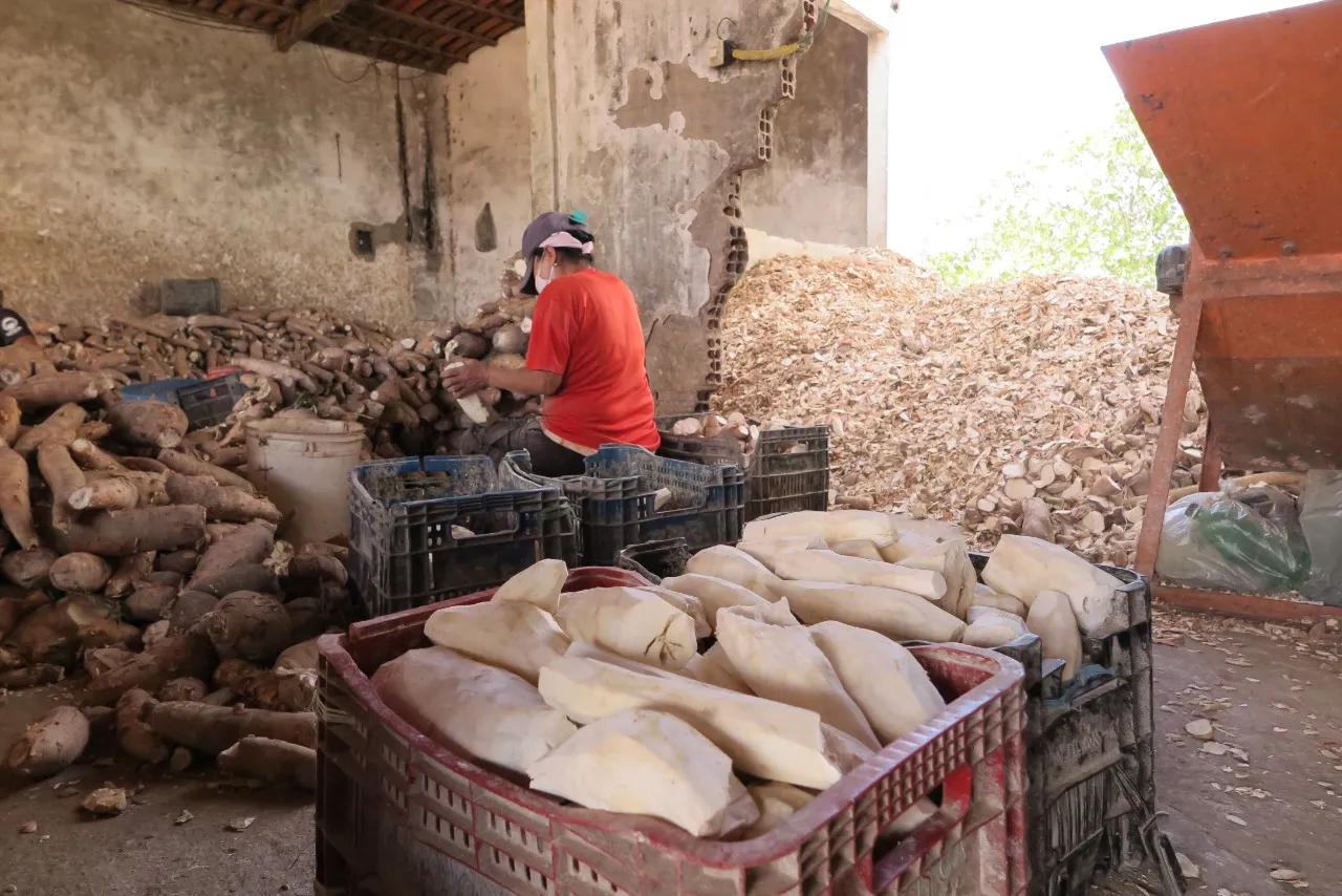 De acordo com os produtores de Salitre, a produção de mandioca tá se tornando cada vez mais insustentável pelo baixo preço da farinha