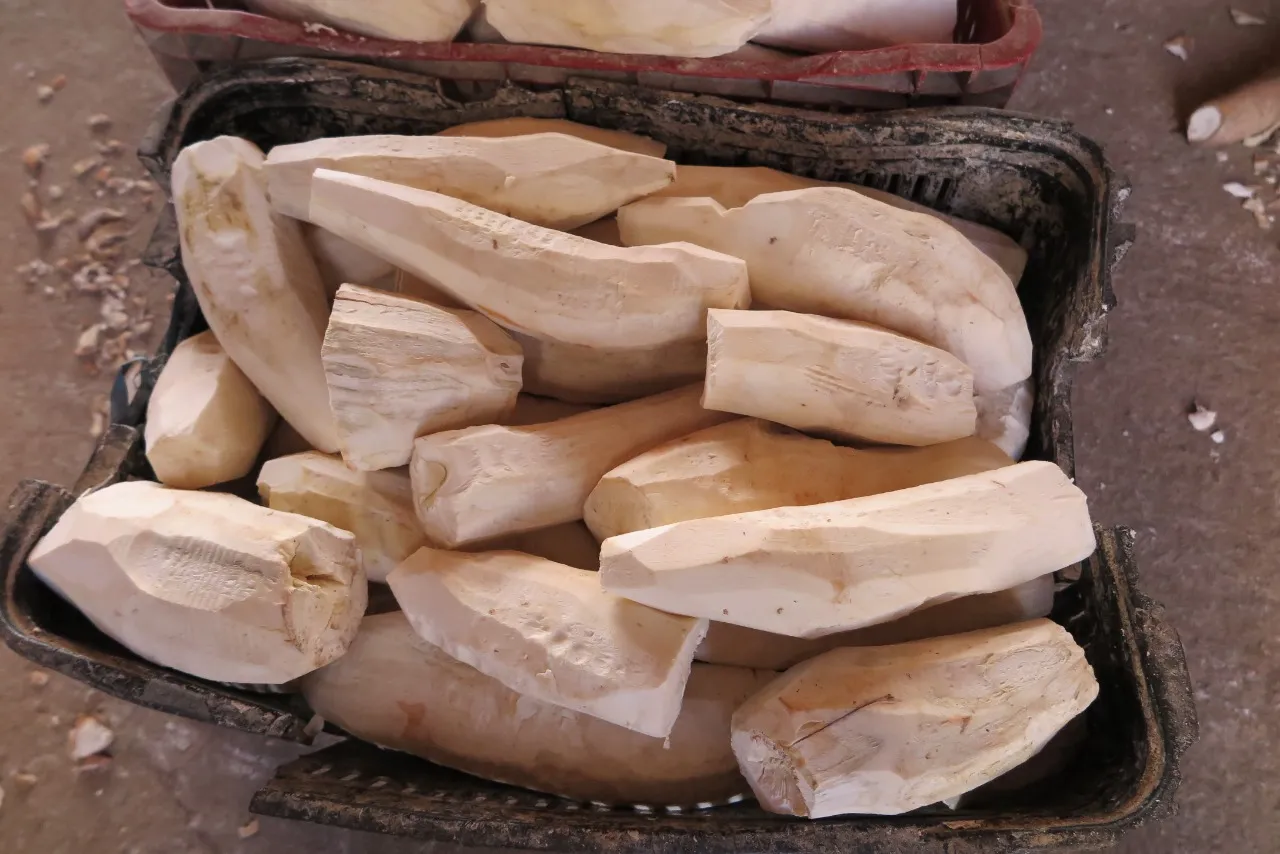 Segundo a secretária de Desenvolvimento Agrário de Salitre há mais de 50 sacas de farinha estocadas pelos produtores, ou seja, 2,5 toneladas