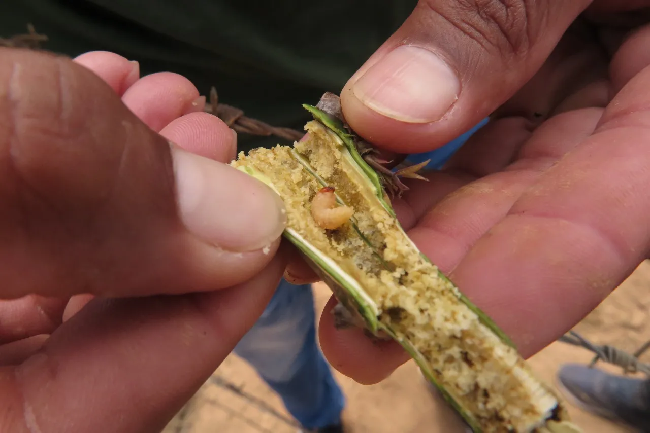 Ano passado, os agricultores de Salitre identificaram, uma praga conhecida como a broca-da-haste (pappista granicollis)