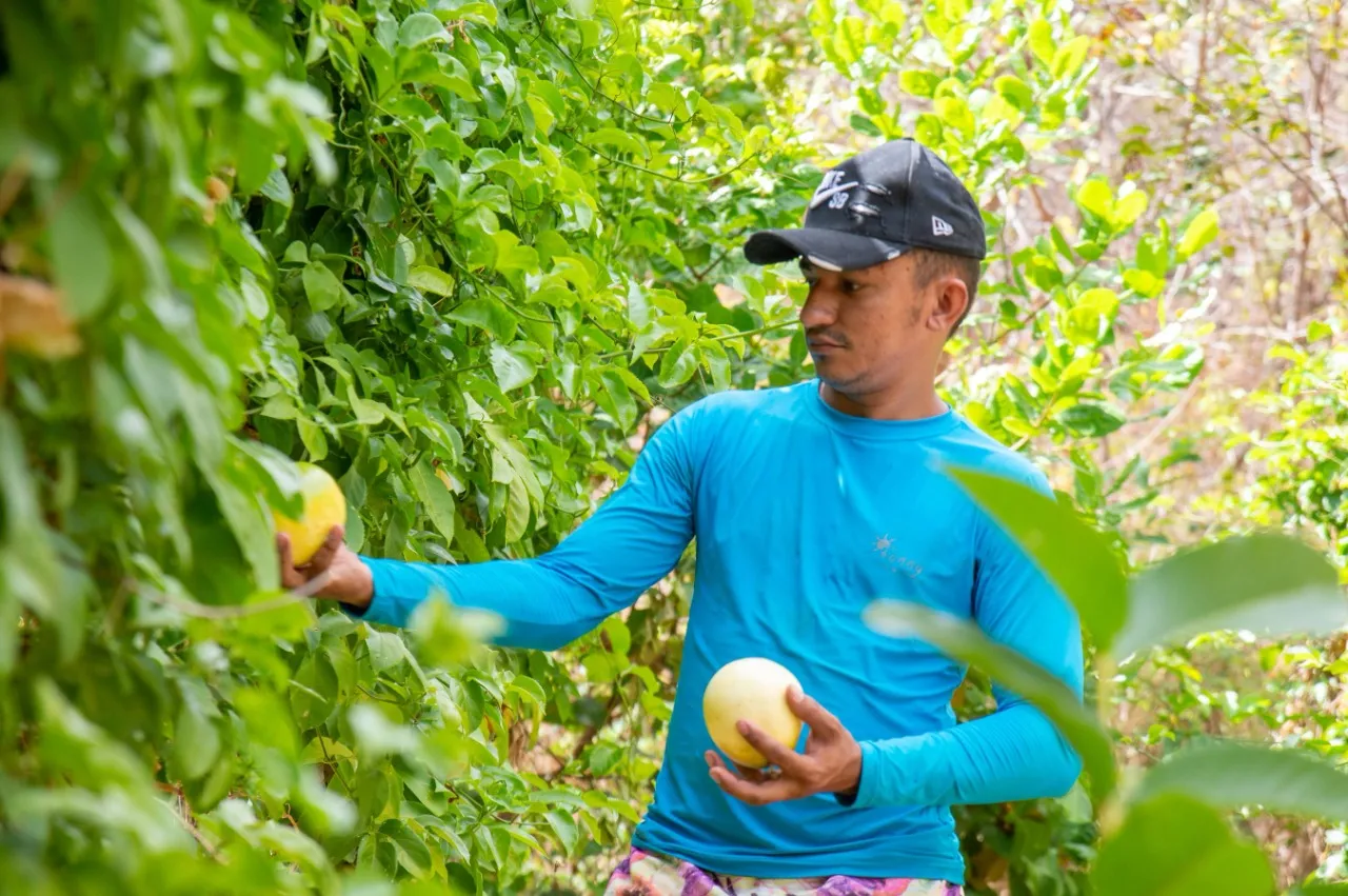 O jovem agricultor José Edmilson da Silva, 24, produz verdura, frutas, mel de abelha e polpa de frutas em uma área de quase um hectare