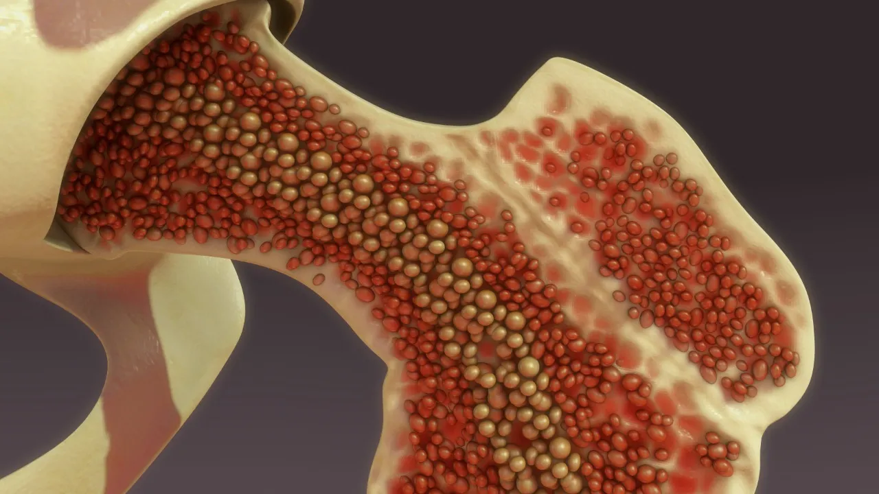 A medula óssea é um líquido gelatinoso (o “tutano” do osso) onde são produzidas as células que vão circular pelo corpo