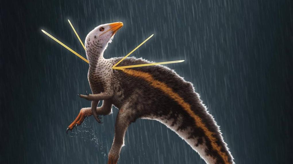 Fóssil dinossauro Ceará
