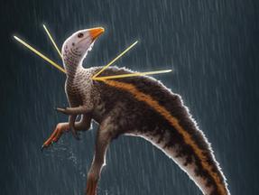 Fóssil dinossauro Ceará