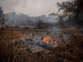 mortes de animais no Pantanal em 2020