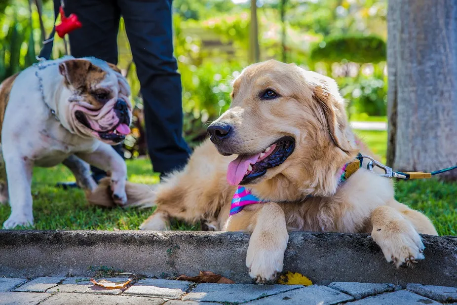 Tutores devem preparar os pets para a interação com outros animais.