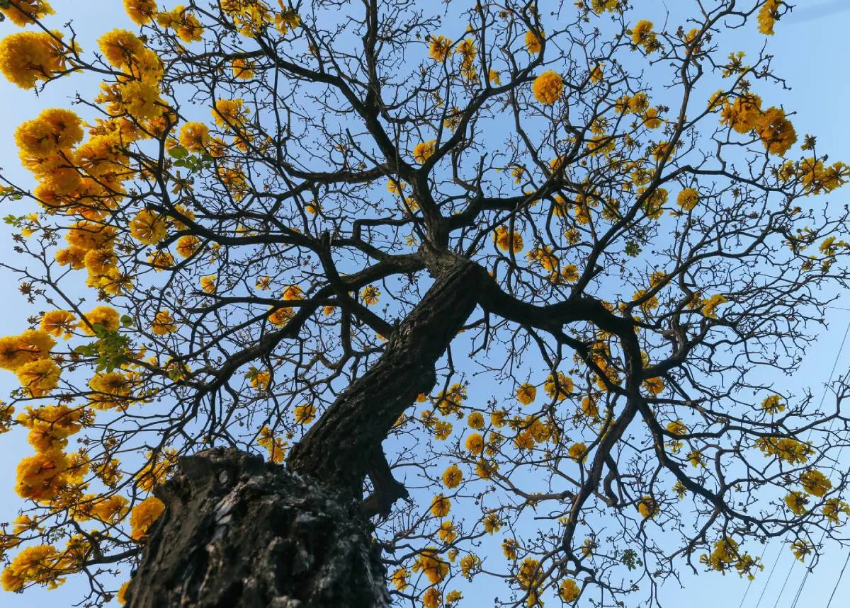 Ipê amarelo na Av. Domingos Olímpio