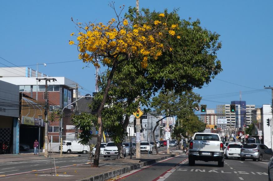 Ipê amarelo na Av. Domingos Olímpio