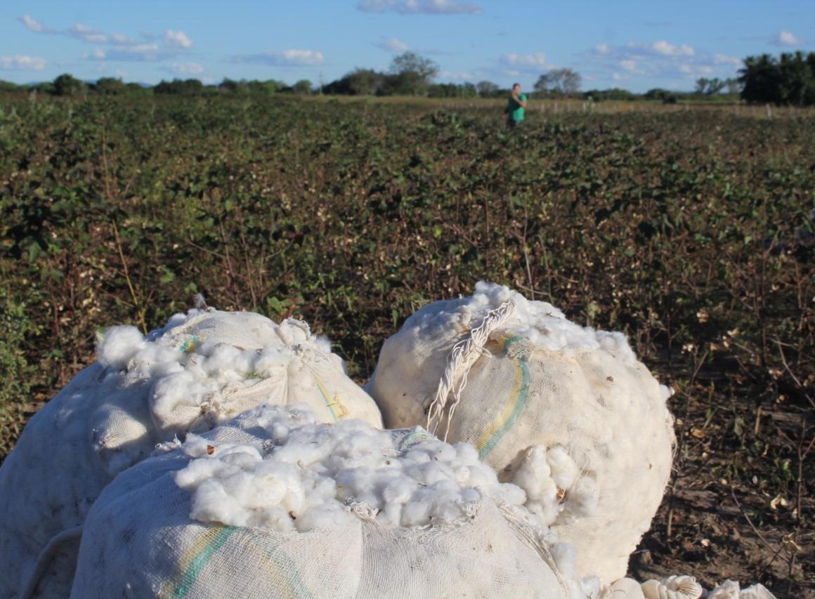 Até o início da década de 80, o Ceará chegou a ser o maior produtor de algodão do Nordeste e o terceiro maior do Brasil.