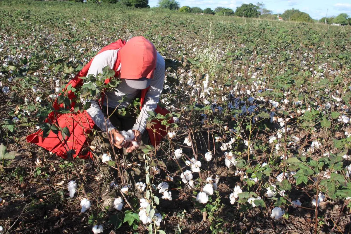 Colheita de algodão