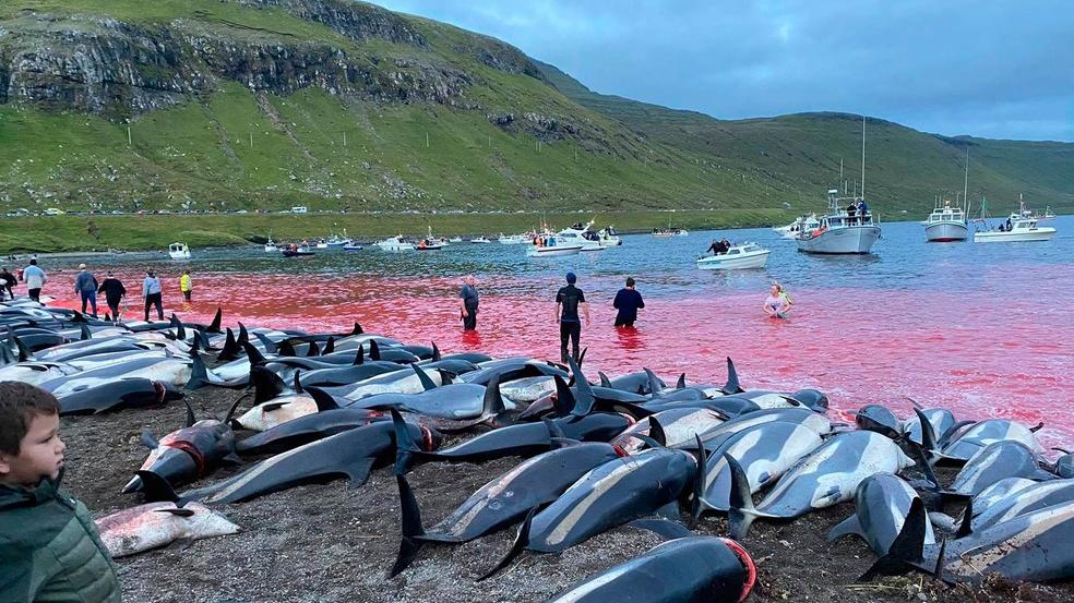 Matança de golfinhos em Ilhas Faroé