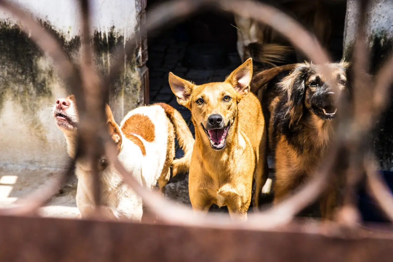 Cães abandonados