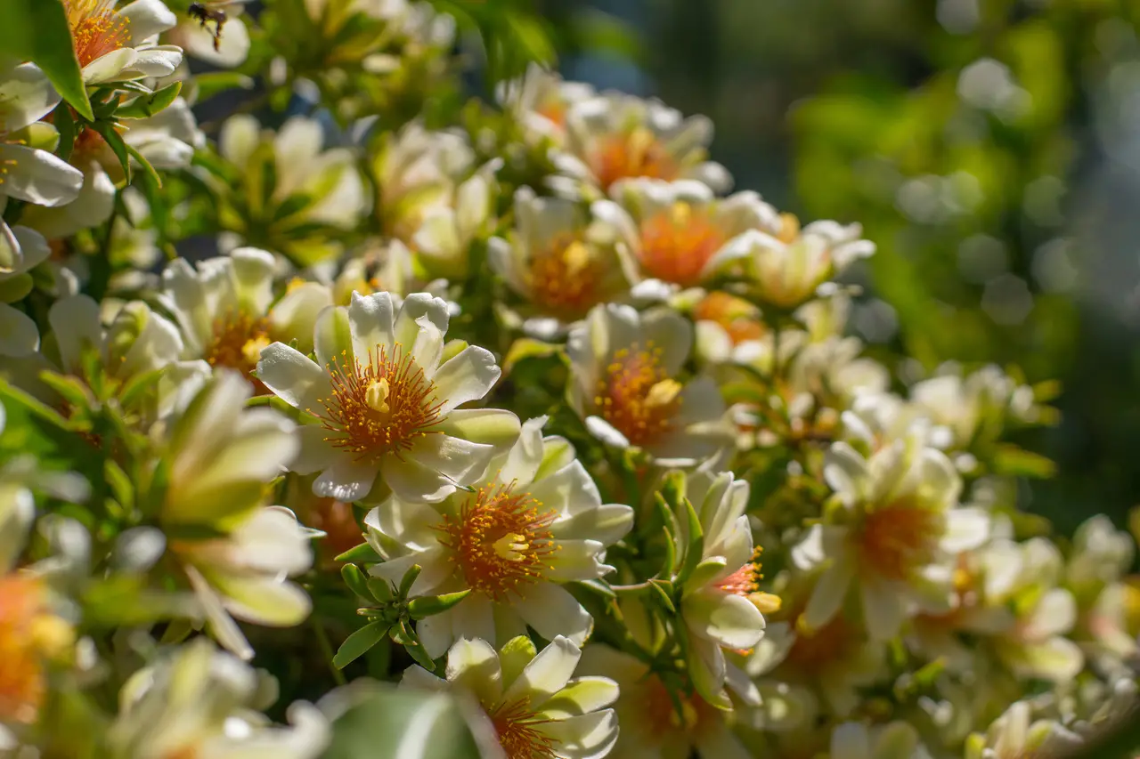 planta ora-pro-nóbis
