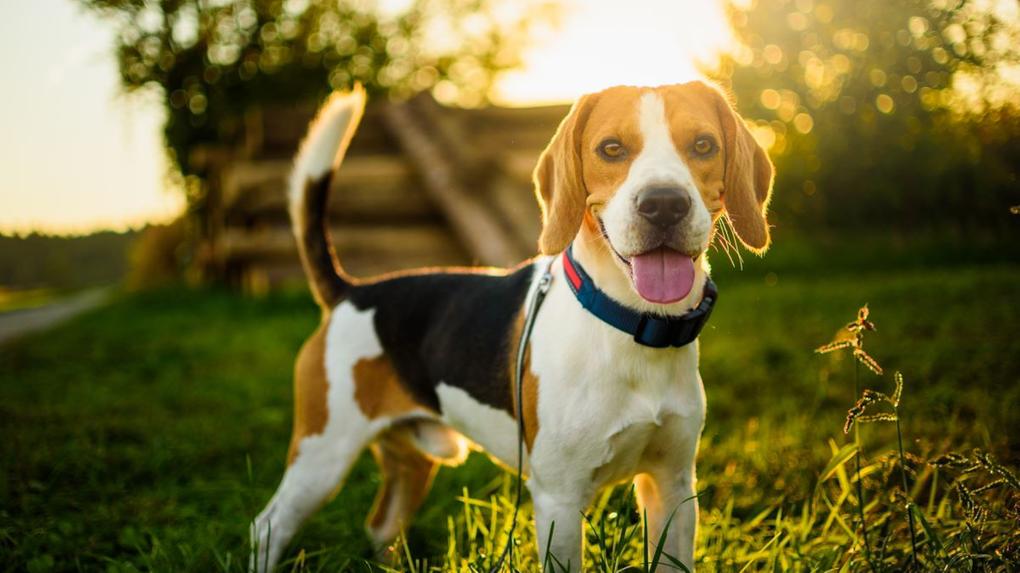Cachorro beagle em área de vegetação