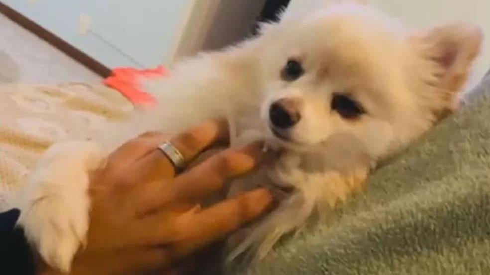 Cachorro que morreu em pet shop durante secagem no Distrito Federal