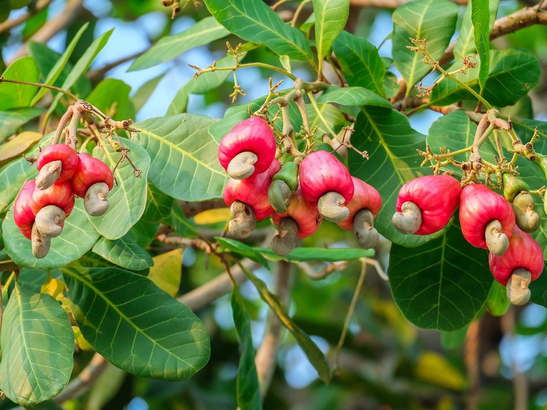 DE ACORDO COM O DIA QUE NASCEU QUAL SERIA A SUA FRUTA? nofmil Doa