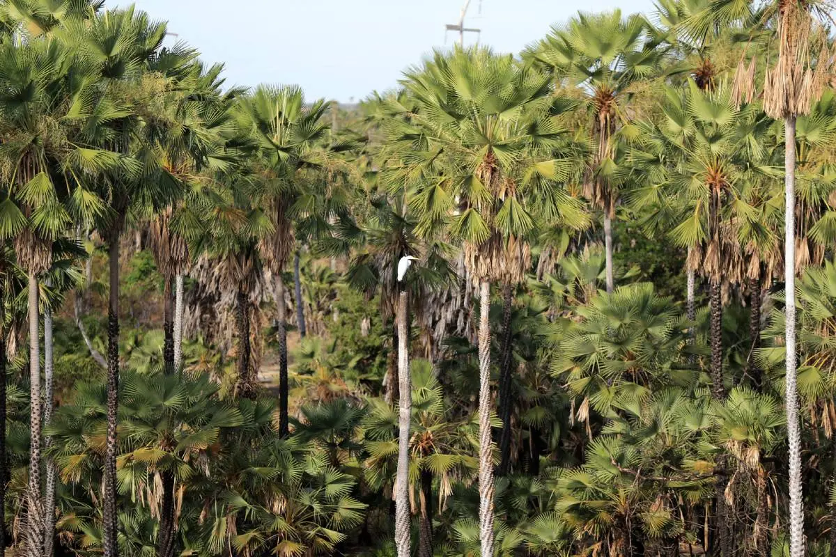 Jaguaruana, 23 de Outubro de 2017 - Paisagens de Carnaubais, carnauba