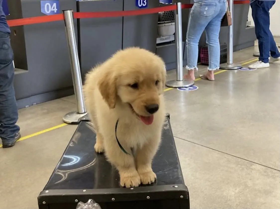 filhote de cachorro da raça Golden Retriever