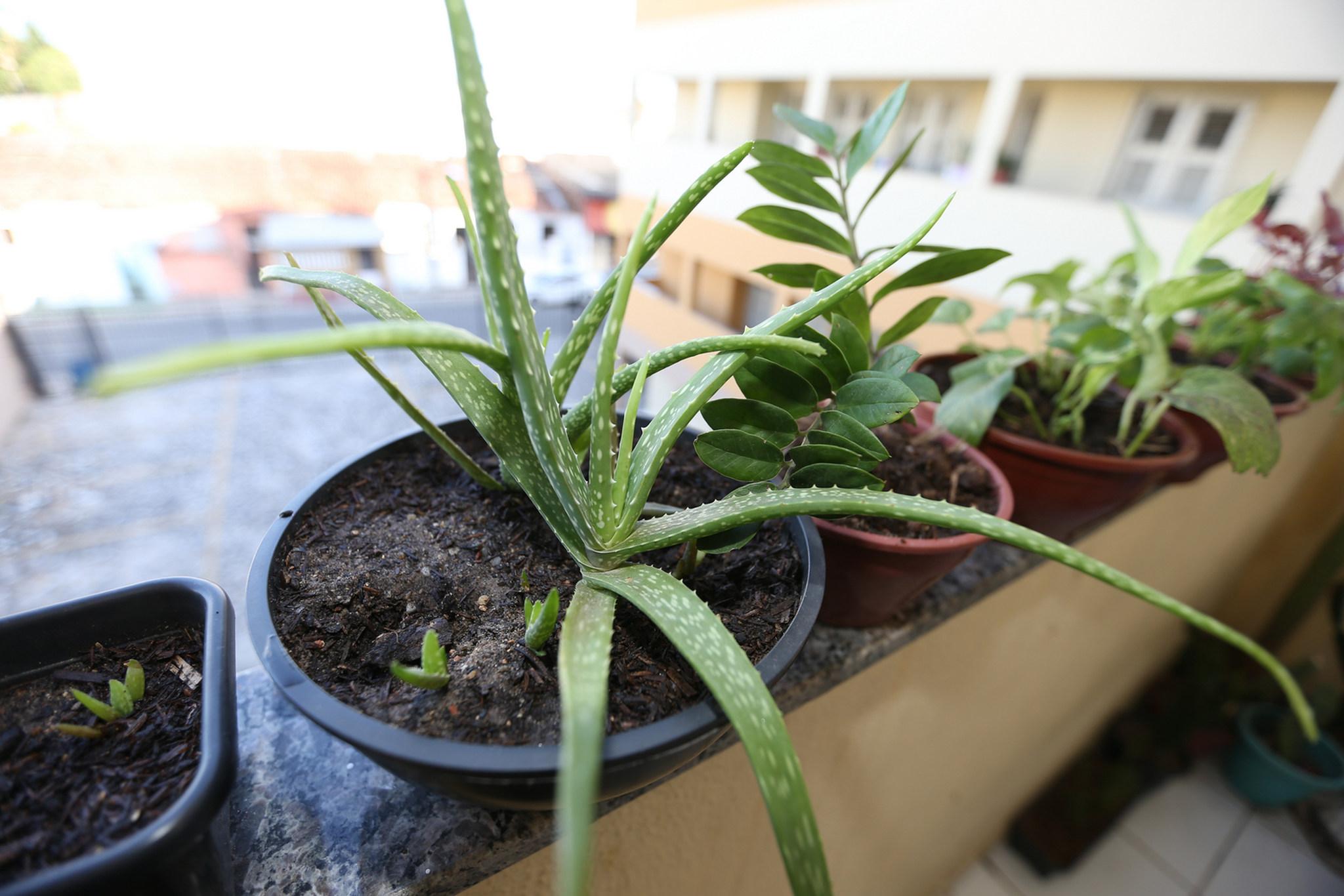 Plantas de apartamento: 11 espécies ideais para cantinhos com