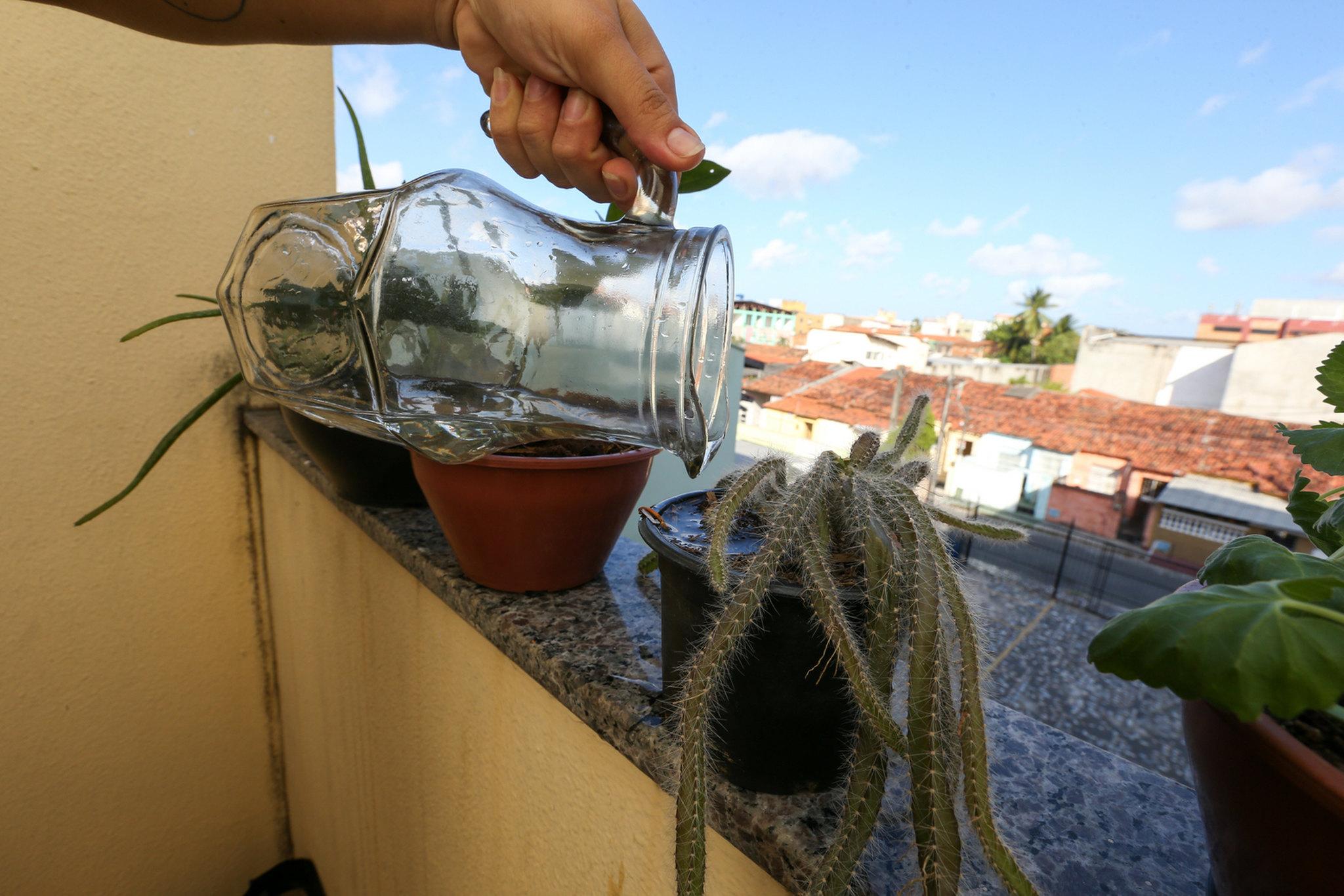 mão de mulher põe água nas plantas