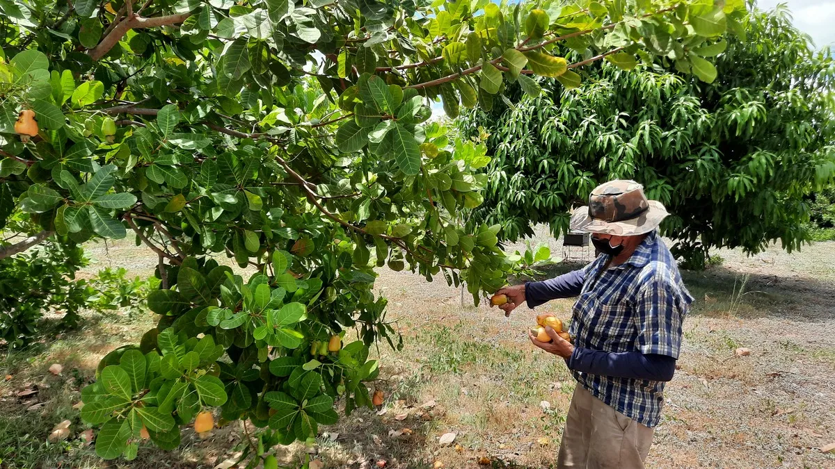 O Ceará é o maior produtor de castanha de caju do Brasil com 68,651 toneladas em 2021