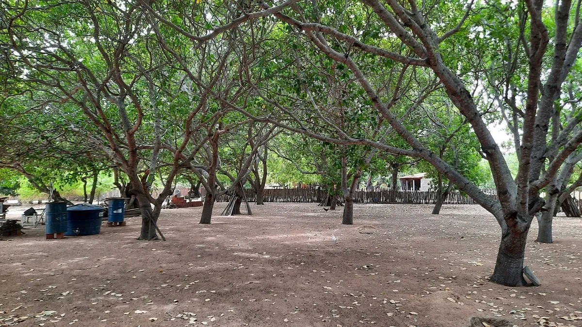 Segundo a Ematerce, entre 2007 e 2021 foram distribuídas 7 milhões de mudas de clones caju anão precoce para uma área de 37.500 hectares