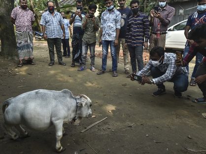 Rani foi reconhecida pelo Guinness Book como a menor vaca do mundo.