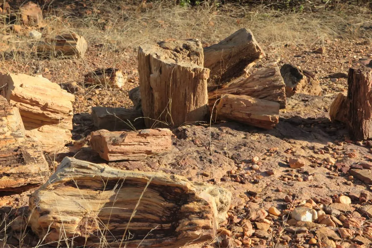 Geossítio Floresta Petrificada, em Missão Velha