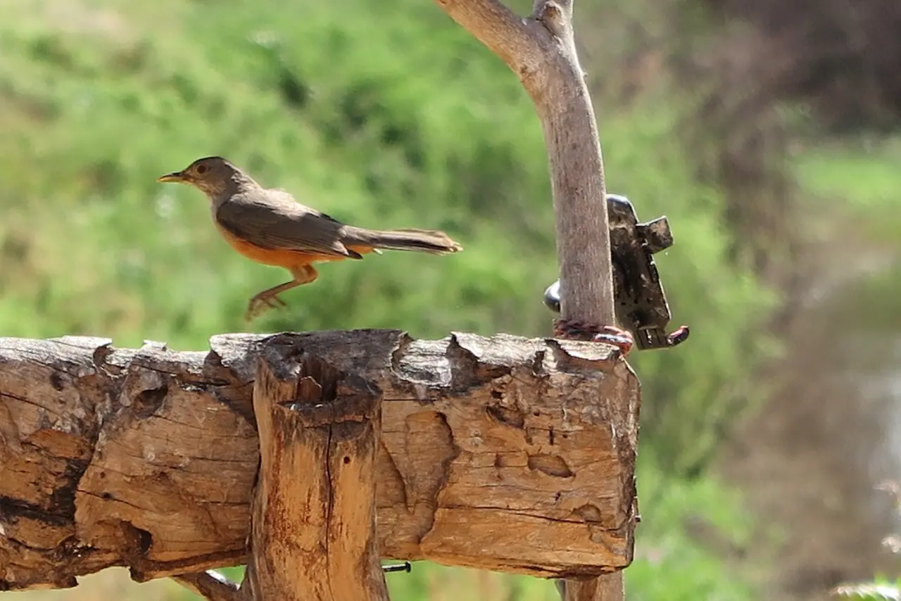 Museu Orgânico Casa dos pássaros, em Potengi