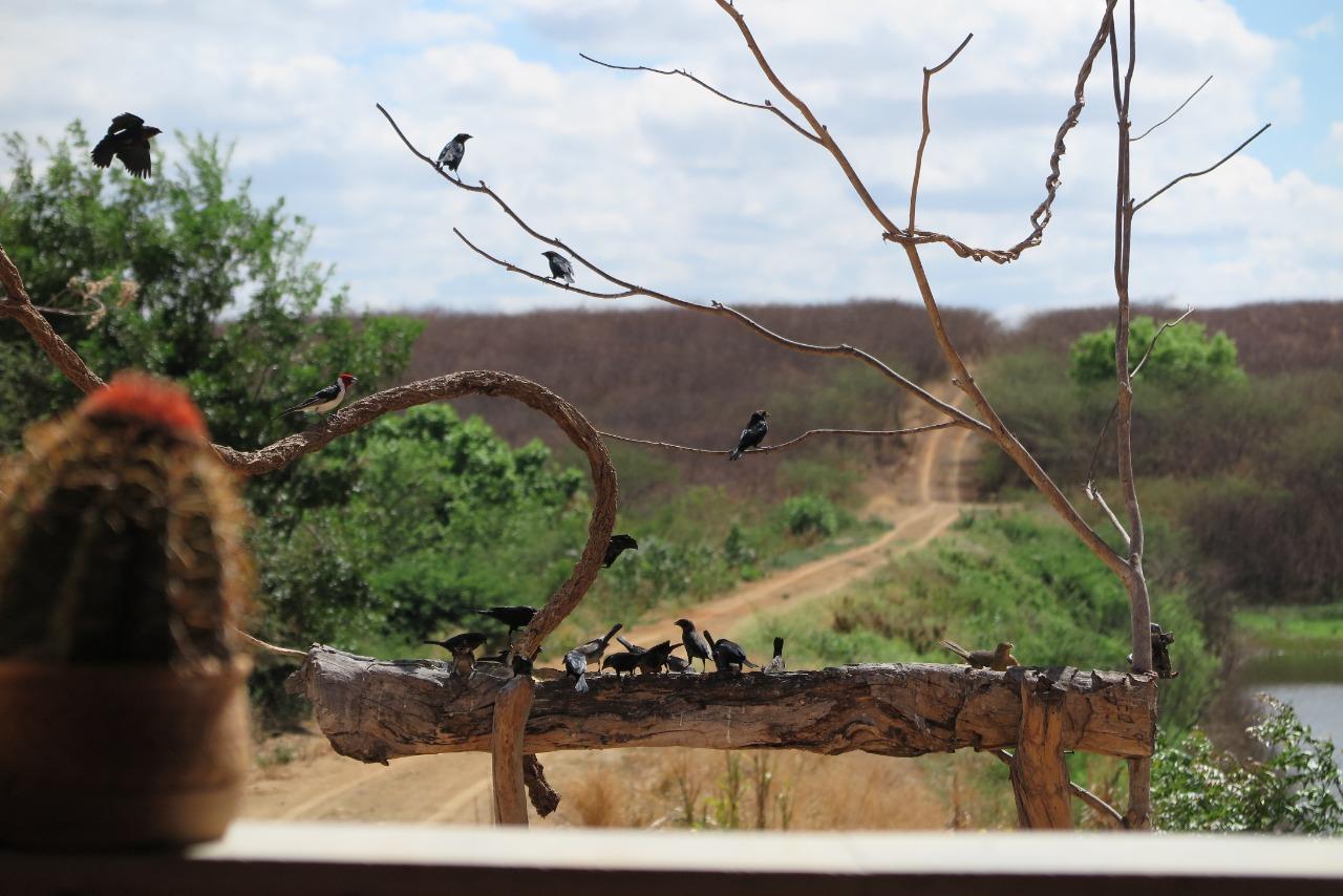 Museu Orgânico Casa dos pássaros, em Potengi