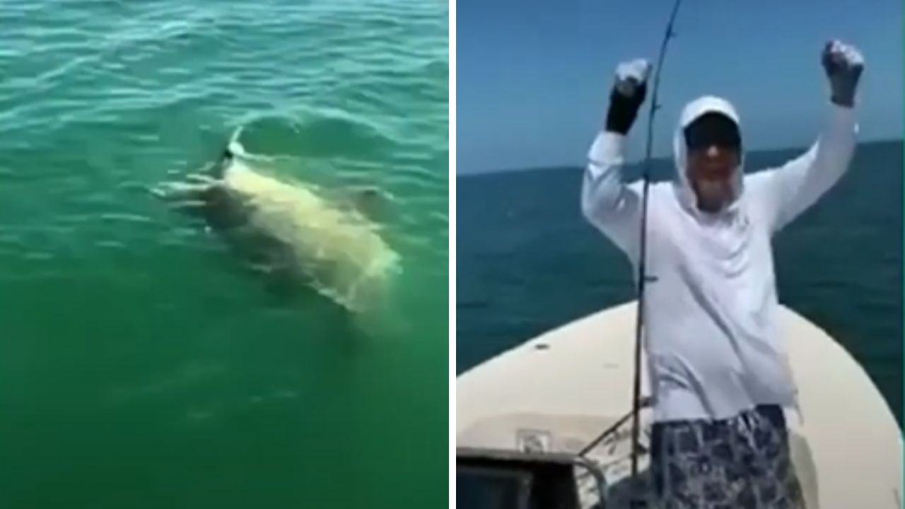 Tubarão de cerca de um metro é engolido por garoupa-gigante na Flórida. Pescadores se surpreendem com a cena