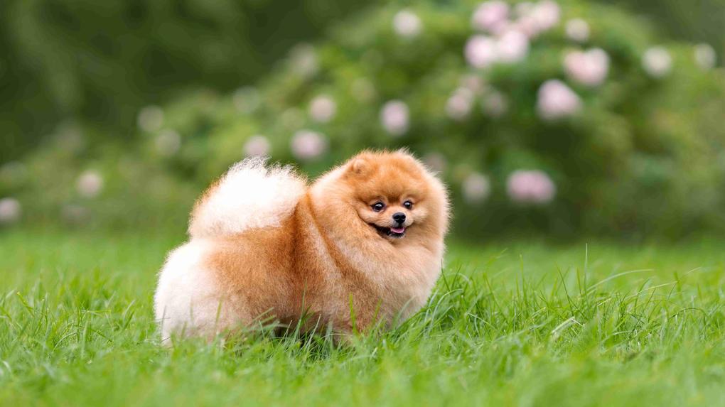 Cão Lulu da Pomerânia recusa nova dieta e vídeo engraçado é assistido mais  de 20 milhões de vezes