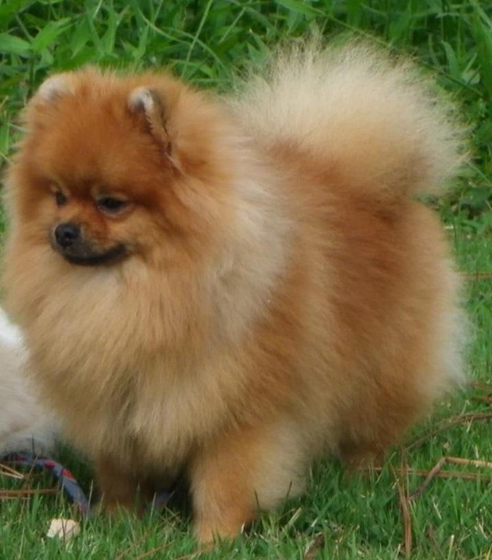 Lulu da Pomerânia: entenda mais sobre a raça - Pets - Diário do