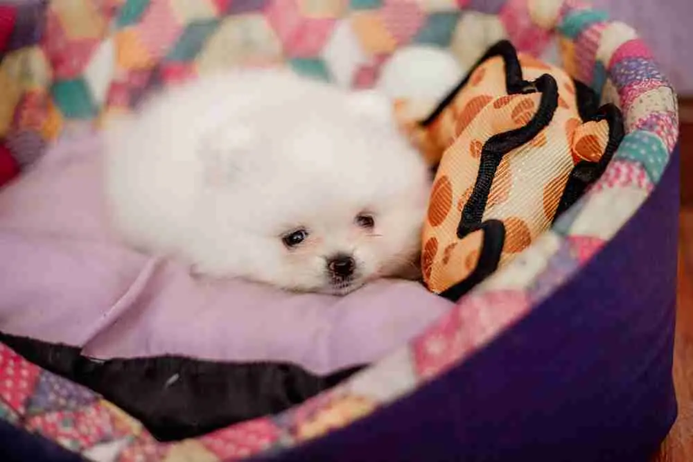 Filhote do Spitz Alemão Anão, com pelagem branca