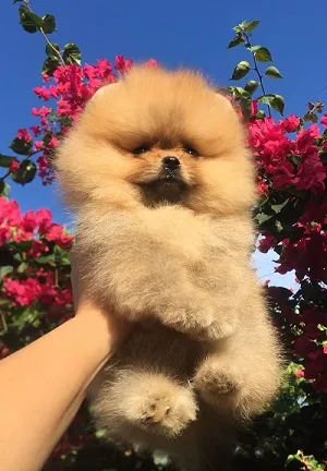 Mais um dos filhotes do cãozinho Lord