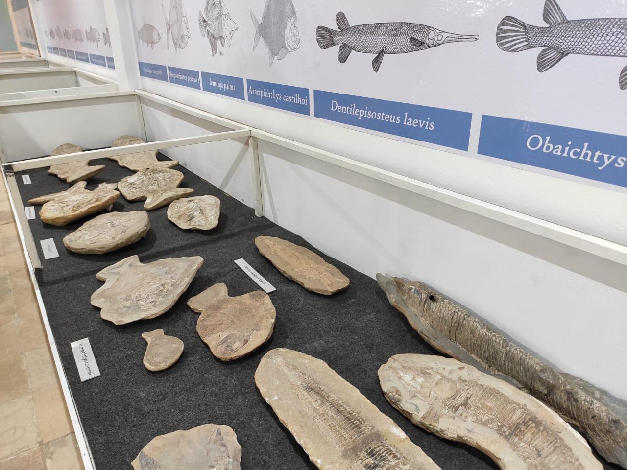 Museu de Paleontologia de Santana do Cariri