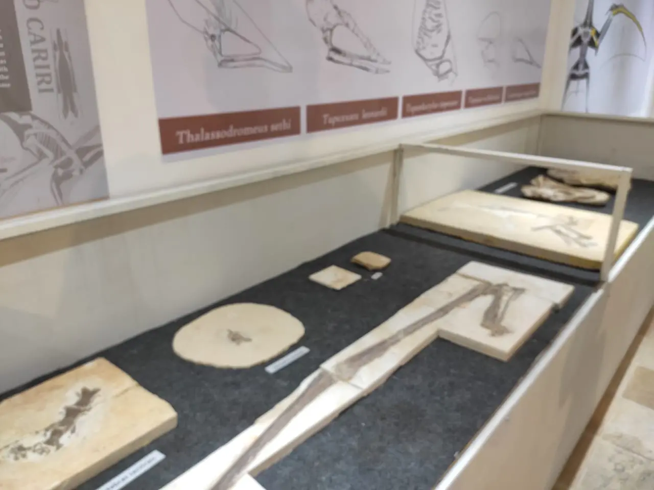 Museu de Paleontologia de Santana do Cariri