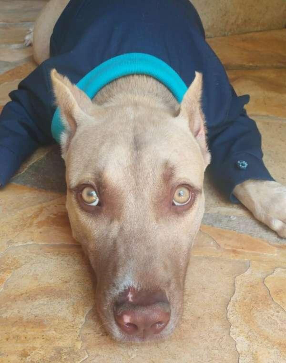 Cachorro Baruk , de farda, deitado no chão