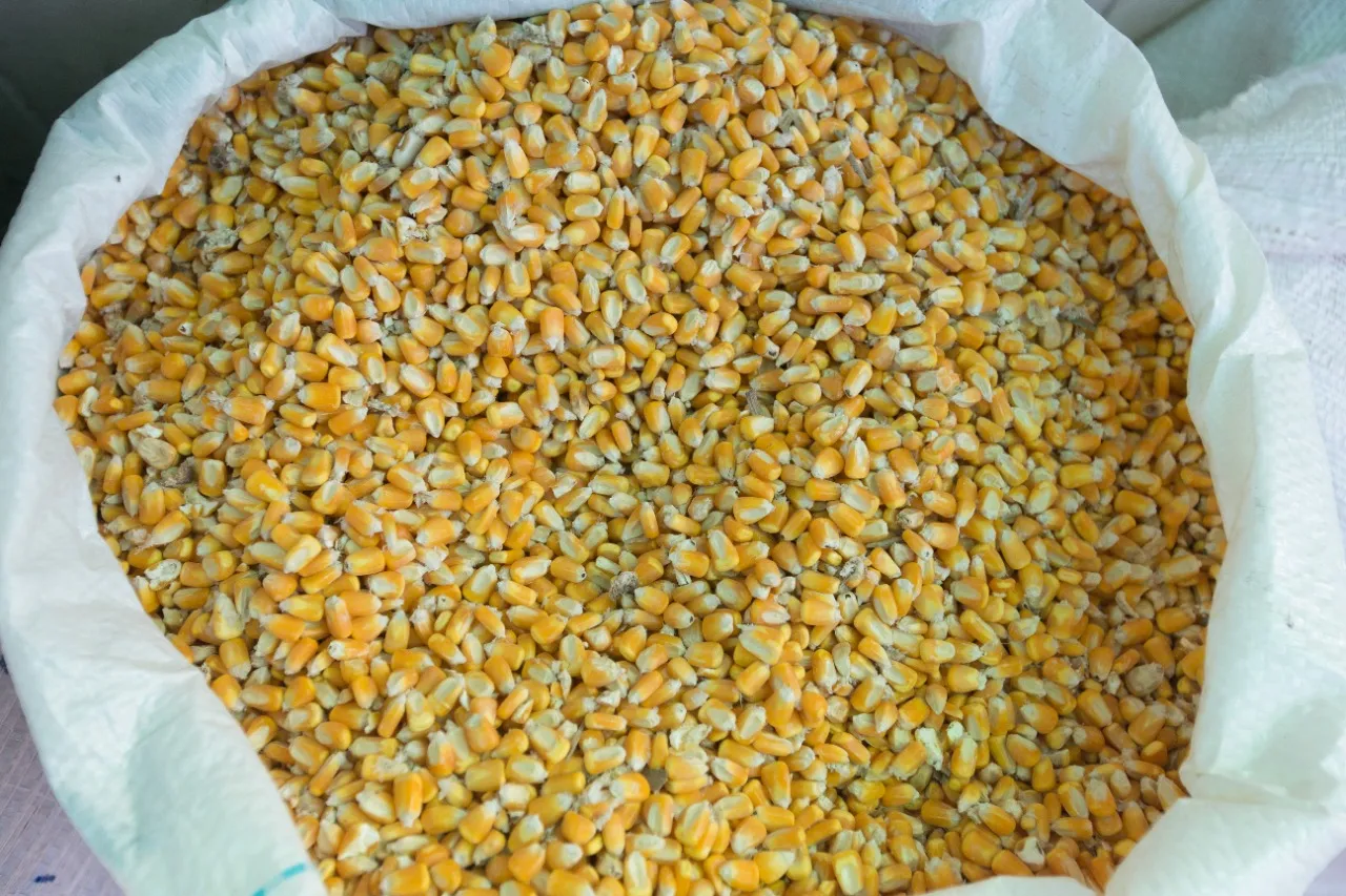 Importante grão no Ceará, o milho de sequeiro 1ª safra sofreu baixas na área plantada e no rendimento ocasionadas pela escassez de chuvas.
