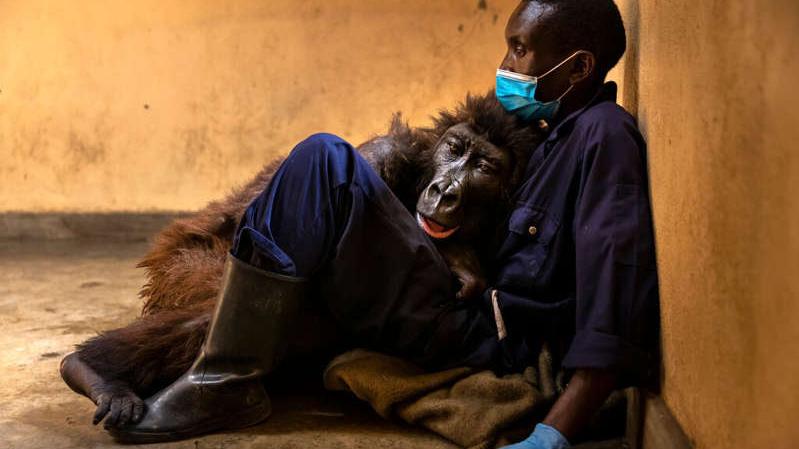 Gorila africana famosa por selfie morre nos braços de guarda que a cuidou durante 14 anos
