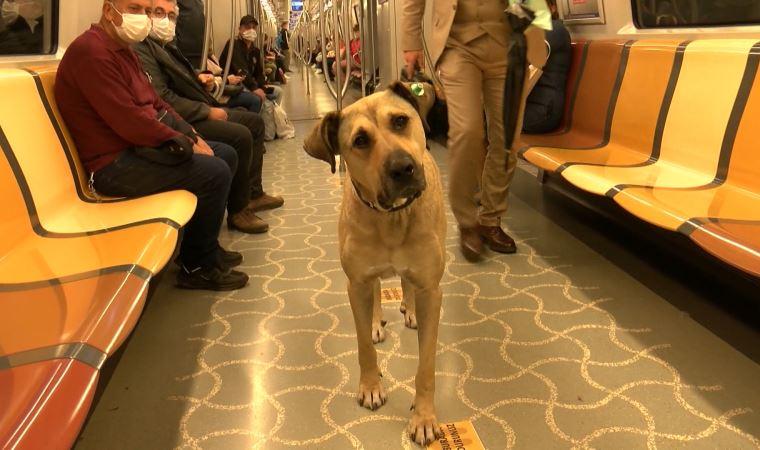 cachorro pega diariamente transporte público em Istambul