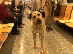 cachorro pega diariamente transporte público em Istambul