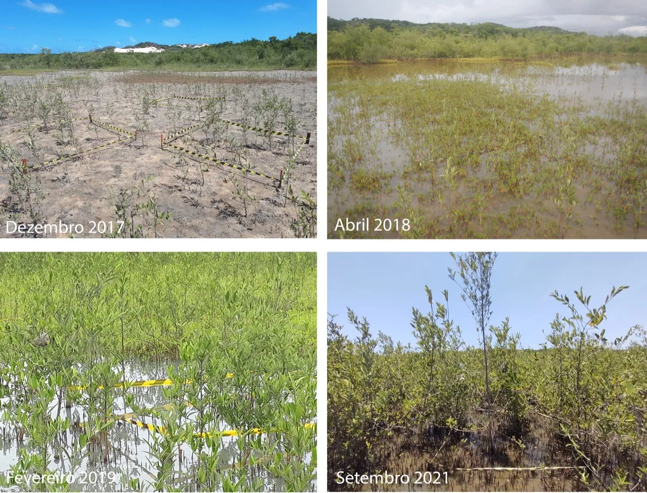 Grupo acompanha recuperação do mangue por meio da atividade de organismos