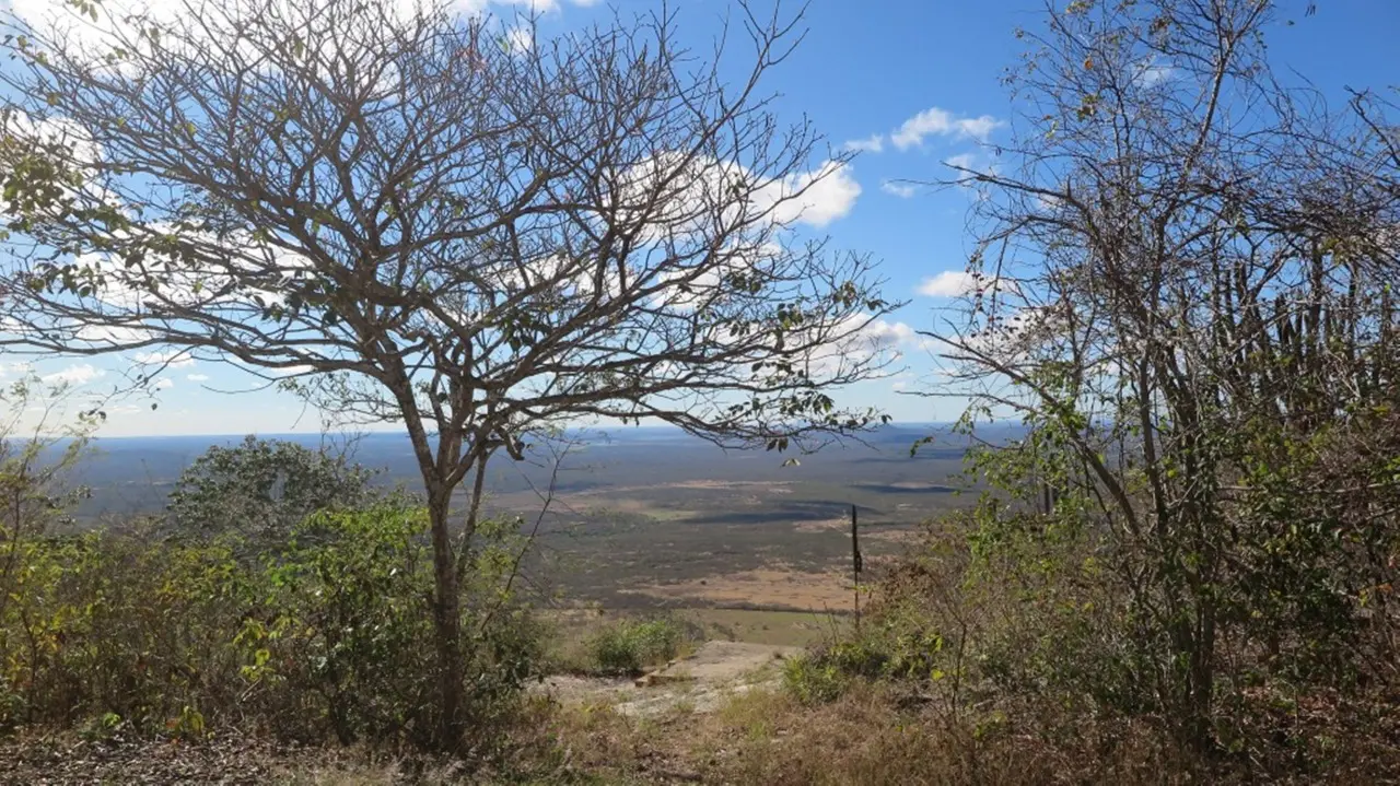 Caatinga
